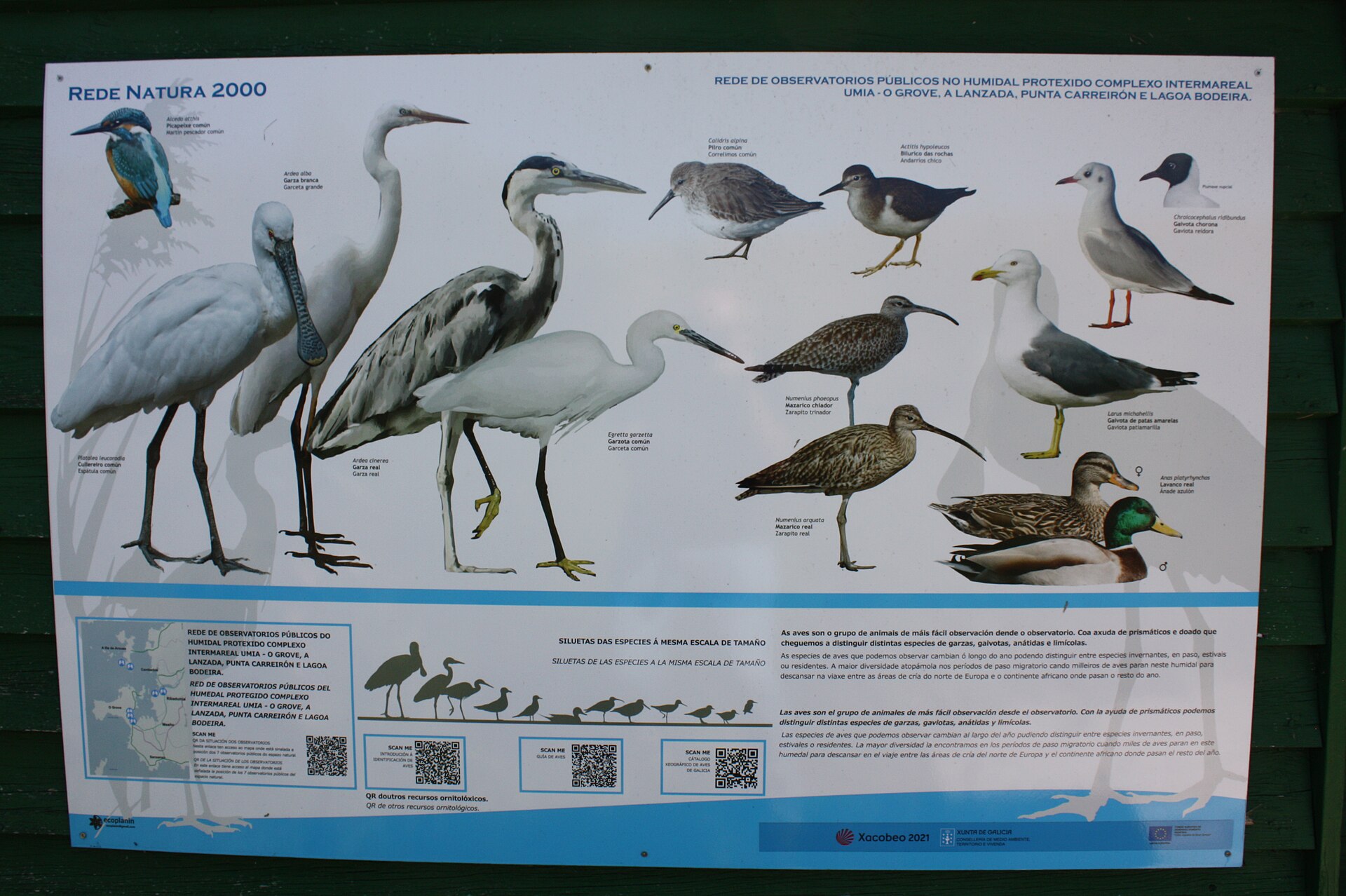 Observatorio de aves en la ensenada de O Bao, Illa de Arousa