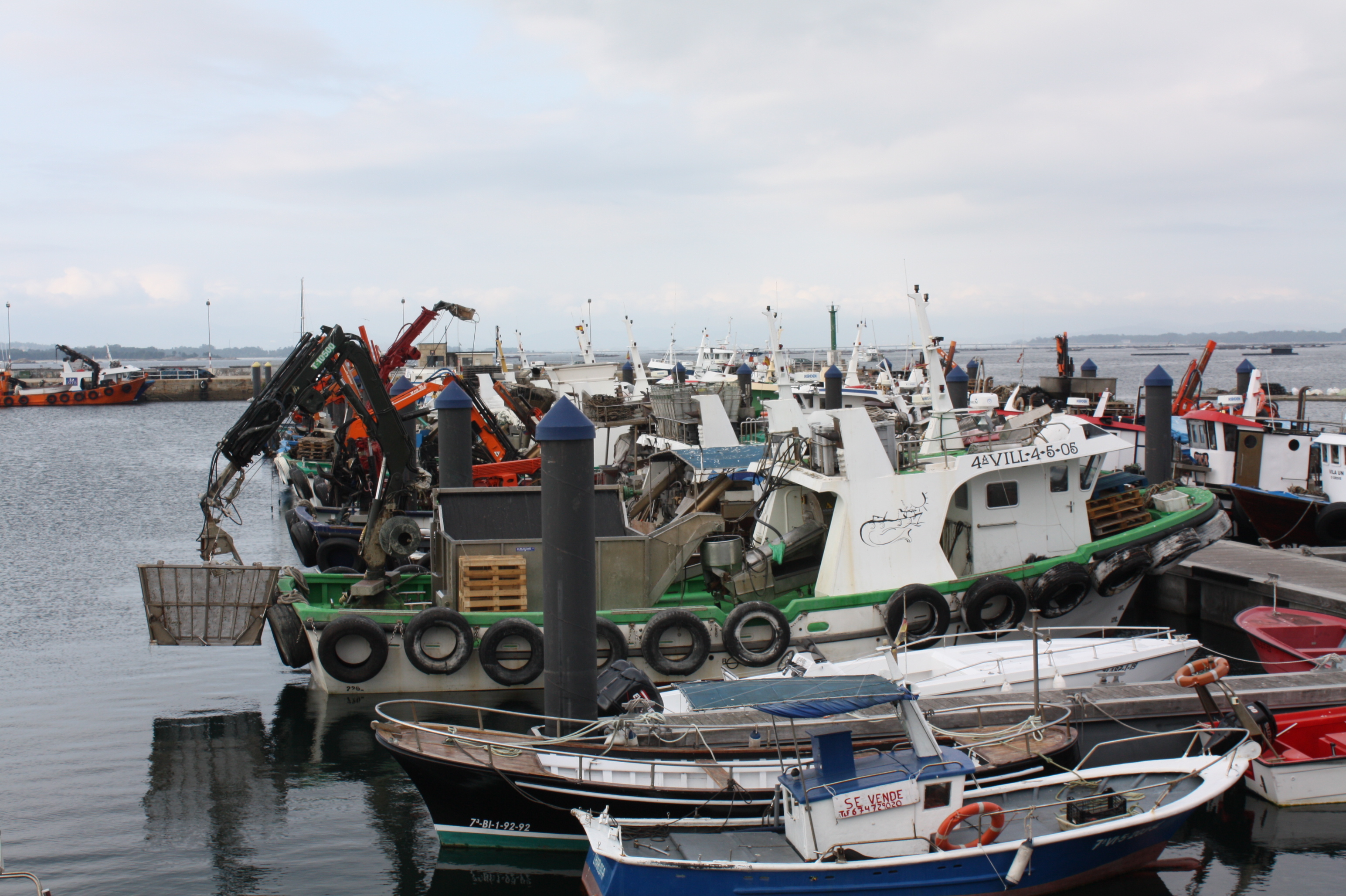 Barcos mejilloneros en el puerto de O Grove