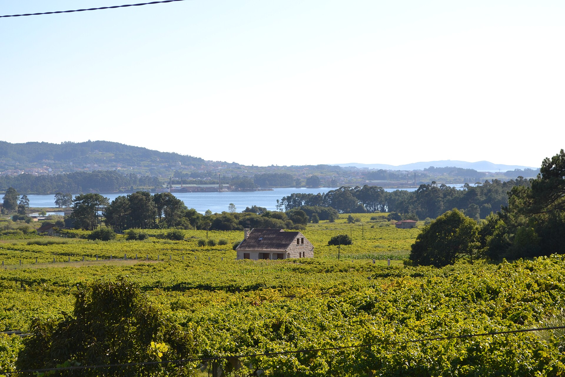 Viñedos de Albariño en Castrelo, Cambados, junto a la Ría de Arousa