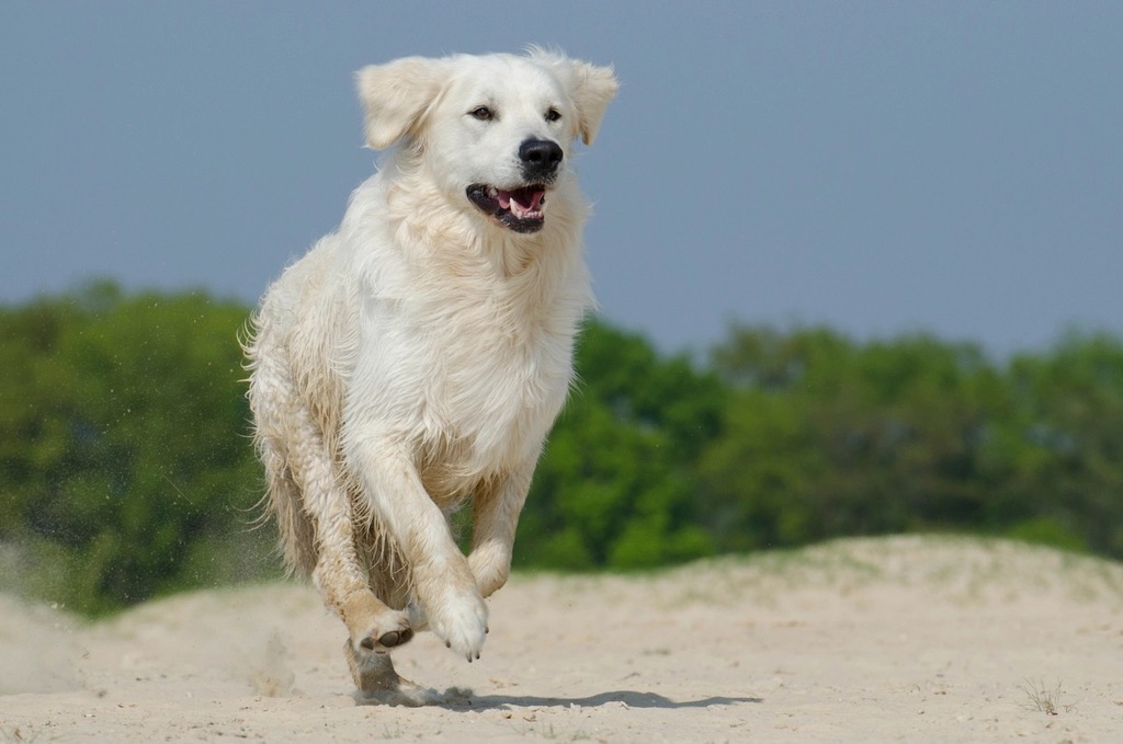 Perro disfrutando de la carrera por la arena en una playa