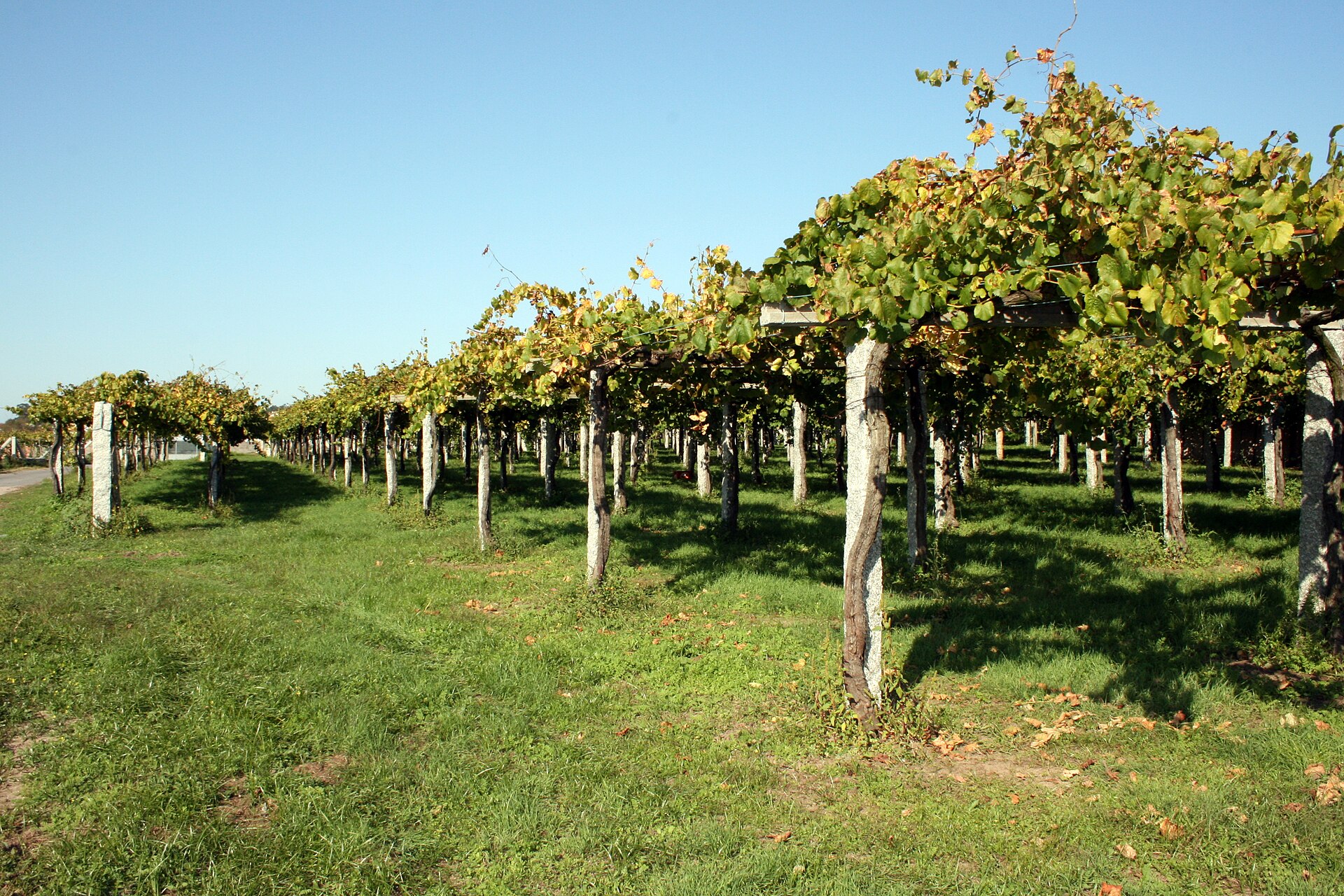 Parras de Albariño cargadas de uva en Corvillón, Cambados, días antes de la vendimia