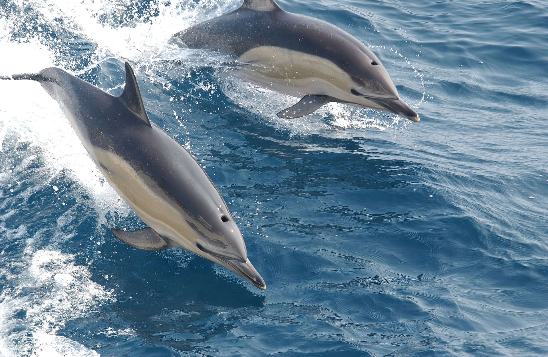 Common dolphins swimming in a pod through Atlantic waters